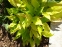 Горец стеблеобъемлющий "Голден Арроу" (Persicaria amplexicaule "Golden Arrow") - 1