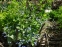 Бруннера крупнолистная "Джек Фрост" (Brunnera macrophylla "Jack Frost") - 1