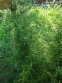 Спаржа мутовчатая (Asparagus verticillatus) - 2