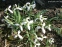 Подснежник белоснежный (Galanthus nivalis) - 11