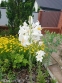 Лилия белая (Lilium candidum) - 1