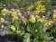 Первоцвет весенний (Primula veris) - 1