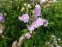 Герань луговая "Саммер Скайс" (Geranium pratense "Summer Skies") - 4