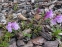 Пенстемон кустарниковый разновидность Скулера (Penstemon fruticosus var. scouleri) - 5