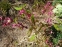 Горянка красная (Epimedium × rubrum) - 2