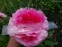 Пион "Роуз Харт" (Paeonia "Rose Heart") - 10