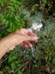 Полынь холодная (Artemisia frigida Willd.) - 4