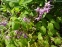 Горянка крупноцветковая "Лилафея" (Epimedium grandiflorum "Lilafea") - 4