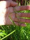 Осока пальмолистная (Carex muskingumensis) - 3