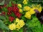 Первоцвет высокий "Лютеа" (Primula elatior "Lutea") - 2