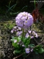 Первоцвет мелкозубчатый "Вайлет" (Primula denticulata "Violet") - 3