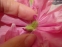 Пион "Карнейшен Букет" (Paeonia "Carnation Bouquet") - 6