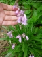 Гиацинтоид испанский "Пинк" (Hyacinthoides hispanica "Pink") - 3