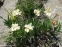 Ирис сибирский "Вайт Свел" (Iris siberian "White Swirl") - 2