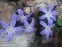 Хионодокса Люцилии "Виолет Бьюти" (Chionodoxa luciliae "Violet Beauty") - 5