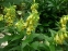 Наперстянка крупноцветковая (Digitalis grandiflora) - 4