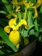 Ирис болотный, или аировидный (Iris pseudacorus) - 2