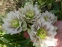 Морозник гибридный "Харвингтон Дабл Вайт Спеклед" (Helleborus x hybridus "Harvington Double White Speckled") - 7