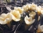 Крокус золотистый "Крим Бьюти" (Crocus chrysanthus "Cream Beauty") - 1