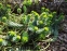 Молочай миртолистный (Euphorbia myrsinites) - 1