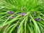 Ирис злаковидный (Iris graminea) - 4