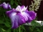 Ирис мечевидный "Харлеквинеск" (Iris ensata "Harlequinesque") - 4