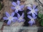 Хионодокса Люцилии "Виолет Бьюти" (Chionodoxa luciliae "Violet Beauty") - 3