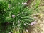 Лук скорода (Allium schoenoprasum) - 4