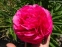Пион "Роуз Харт" (Paeonia "Rose Heart") - 2