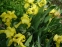 Ирис бородатый карликовый желтый (Iris pumila) - 1