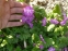 Первоцвет Зибольда (Primula sieboldii) - 8