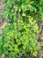 Аквилегия обыкновенная "Лепрекон Голд" (Aquilegia vulgaris "Leprechaun Gold") - 1