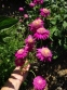 Пиретрум розовый гибрид "Ванесса" (Pyrethrum roseum hybridum "Vanessa") - 1