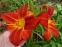 Лилейник "Отум Ред" (Hemerocallis "Autumn Red") - 1