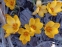 Крокус золотистый "Геральд" (Crocus chrysanthus "Herald") - 2