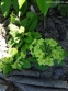 Первоцвет гибридый "Франческа" (Primula hybrid "Francesca") - 7