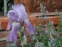 Ирис бледный "Вариегата" (Iris pallida "Variegata") - 1