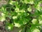 Морозник гибридный ЛС "Йеллоу Лейди" (Helleborus × hybridus LS "Yellow Lady") - 3