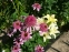 Эхинацея пурпурная "Раззматазз" (Echinacea purpurea "Razzmatazz") - 5