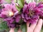 Морозник гибридный "Дабл Эллен Пурпл" (Helleborus x hybridus "Double Ellen Purple") - 3