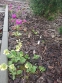 Первоцвет высокий (Primula elatior) - 2
