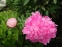 Пион "Вивид Роуз" (Paeonia "Vivid Rose") - 5