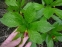 Скополия карниолийская (Scopolia carniolica Jacq.) - 3