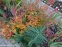 Горец стеблеобъемлющий "Файртейл" (Persicaria amplexicaule "Firetail") - 2