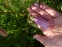 Колокольчик точечный (Campanula punctata) - 6