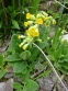 Первоцвет крупночашечный (Primula macrocalyx Bunge) - 3