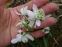 Подснежник белоснежный "Флоре Плено" (Galanthus nivalis "Flore Pleno") - 1