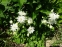 Аквилегия обыкновенная "Клементин Вайт" (Aquilegia vulgaris "Clementine White") - 2