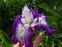 Ирис мечевидный "Ред Репитер" (Iris ensata "Red Repeater") - 8