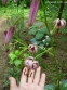 Лилия кудреватая (Lilium martagon) - 2